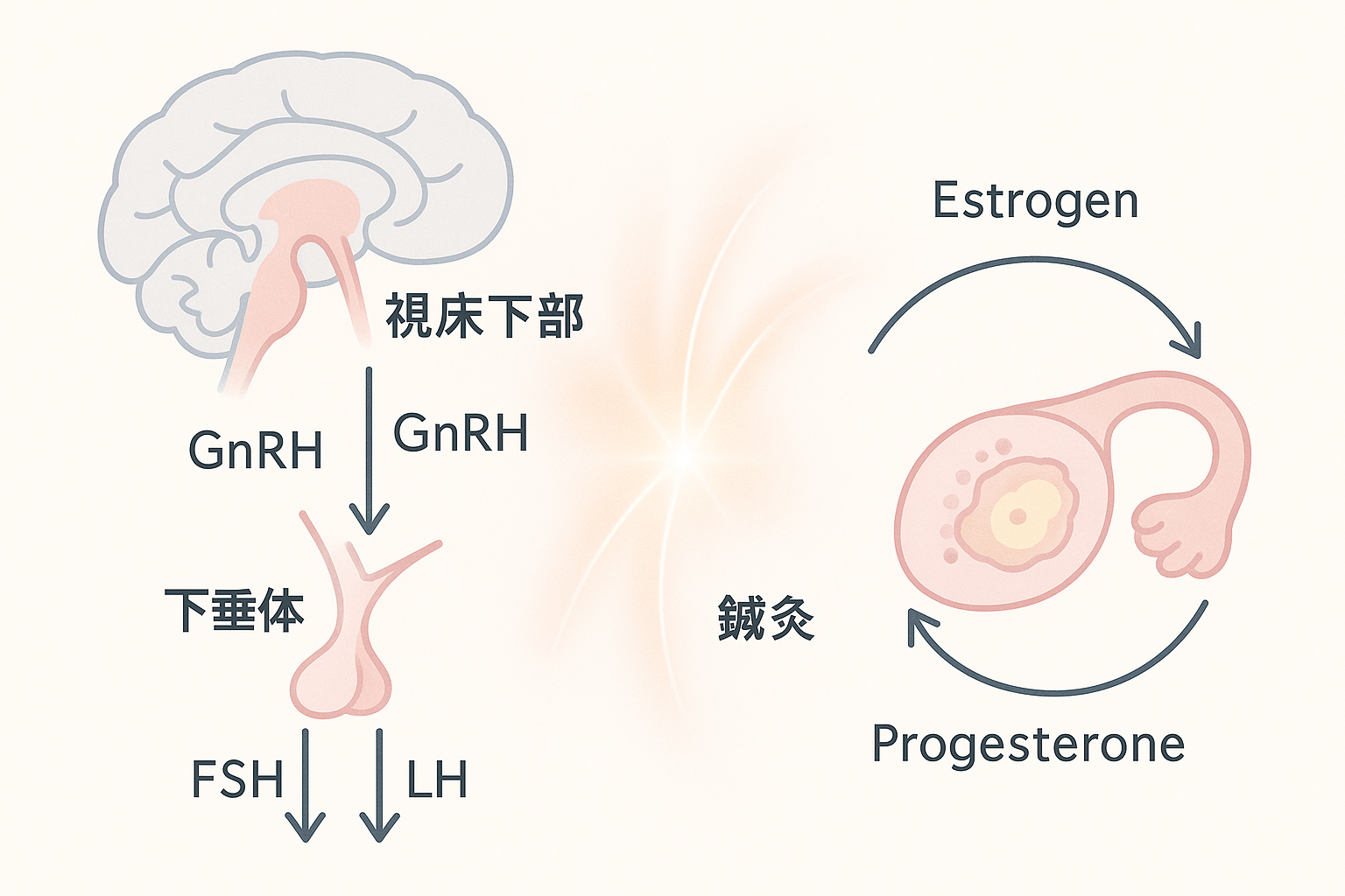 鍼灸によるホルモンバランス調整の図解